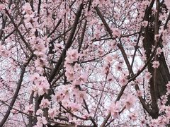 -桃花堤公园