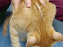 -美联众合动物医院(·中兽医·疑难杂症·严家桥分院)