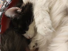 -平行世界·猫咖(首经贸店)
