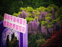 -嘉定紫藤园
