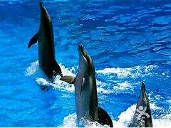 -北戴河圣蓝海洋公园