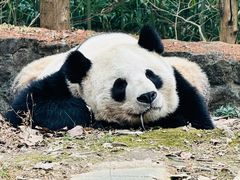 -都江堰中华大熊猫苑