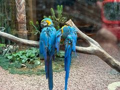 -麒麟中餐厅·经典粤菜·地道菜式老字号(广州长隆酒店)