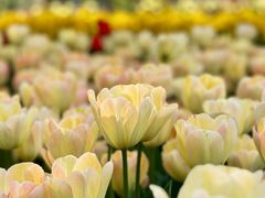 -石家庄市植物园