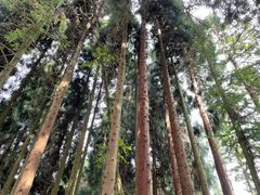 -武陵山森林公园