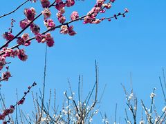 -香雪海