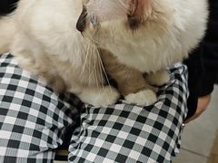-安安宠医宠物医院·异宠·犬猫内科(岳阳分院)