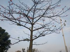 -宝安西湾红树林湿地公园