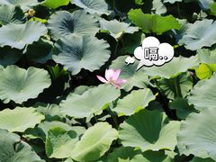 -前关湿地公园
