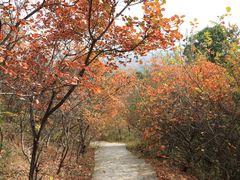 -北京西山国家森林公园