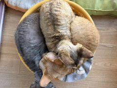 -MOYOYO猫咪咖啡店