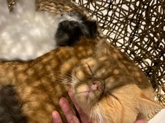 -飞行喵MR PILOT|猫舍·猫咖(静安大融城店)