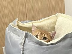 -瑞派·关忠动物医院·猫专科·犬专科(三环新城店)