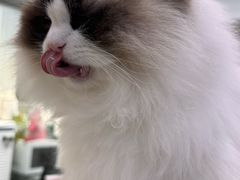 -爱洗澡的猫(天河路店)