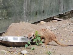 -水绘园