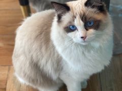 -遇见羊驼·奶狗咖·布偶猫咖·法斗柯基柴犬阿拉斯加(春熙路太古里IFS店)