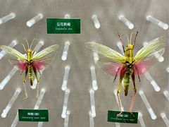 -国家自然博物馆