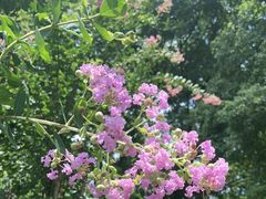 -花锦堂·隐庐