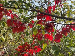 -北京西山国家森林公园