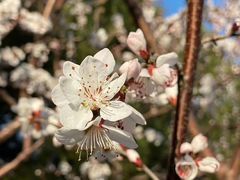 -马武寨驴打滚宴美食村289号(十三陵)