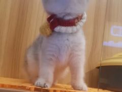 -欣宠猫屋·矮脚拿破仑·蓝金金渐层