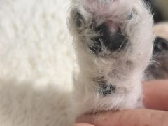 -心仪动物医院·牙专科·肿瘤·心脏科(西客站院)