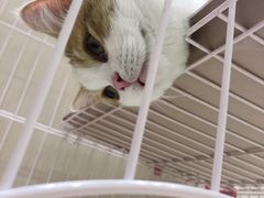 -藏猫猫咖啡主题馆(中央大道店)