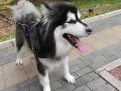 -宠福鑫康馨动物医院·骨科·眼科