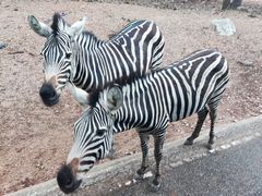 -清迈夜间动物园