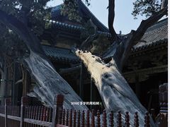 -晋祠公园