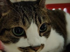 -御宝贝·A梦猫科宠物医院(国际猫友好医院)