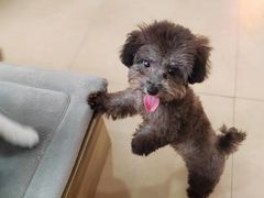 -喵宠乐园·撸猫互动·猫舍