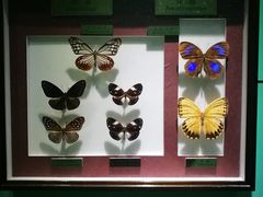 -上海昆虫博物馆