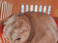 -艾贝尔宠物医院 ·中兽医·宠保定点(北门桥店)