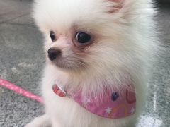 -安安宠医宠物医院·异宠·犬猫内科(岳阳分院)