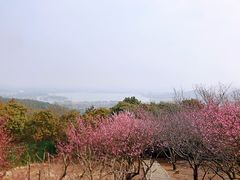 -香雪海