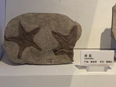 -重庆自然博物馆(新馆)