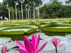 -中国科学院西双版纳热带植物园