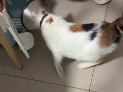 -艾贝尔宠物医院 ·中兽医·宠保定点(北门桥店)