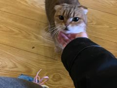 -萌喵咖啡屋(人民东路4号口M16商铺店)