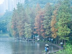 -重庆彩云湖湿地公园