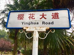 -武汉大学-樱园