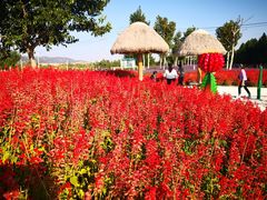 -羊亭河湿地公园