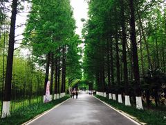 -黄海国家森林公园