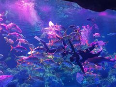 -芜湖新华联大白鲸海洋公园