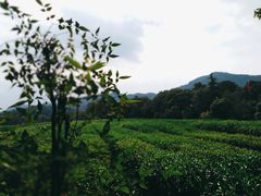 -中国茶叶博物馆(双峰馆区)