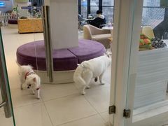 -怪兽屋·羊驼·猫咖·狗咖(俊华广场店)