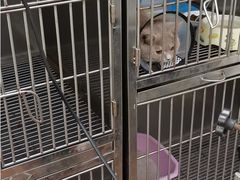 -荔康动物医院(康王北路店)