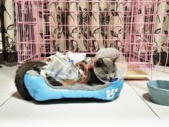 -达爱动物医院·犬猫分区·CT·复杂眼科(远洋山水分院)