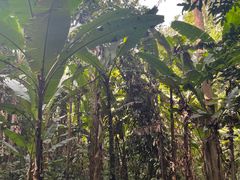 -中国科学院西双版纳热带植物园